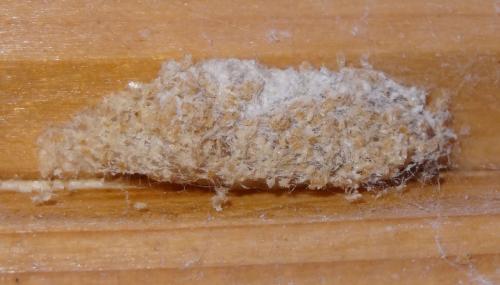 Réf. 199 157 : Pyralis farinalis